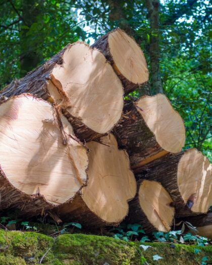 Forestry